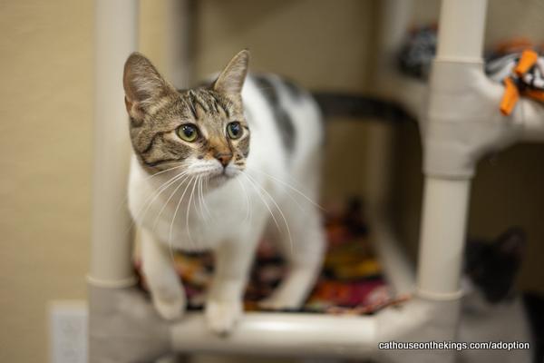 adoptable Cat in Parlier, CA named Mimsey