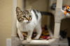 adoptable Cat in parlier, CA named Mimsey