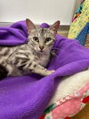adoptable Cat in parlier, CA named Misty