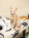 adoptable Cat in parlier, CA named Muffin