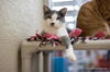 adoptable Cat in parlier, CA named Ollie