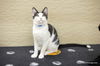 adoptable Cat in parlier, CA named Ozzy