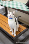 adoptable Cat in parlier, CA named Patches