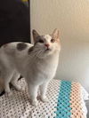 adoptable Cat in parlier, CA named Penelope