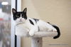 adoptable Cat in parlier, CA named Petunia