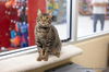 adoptable Cat in parlier, CA named Ringo