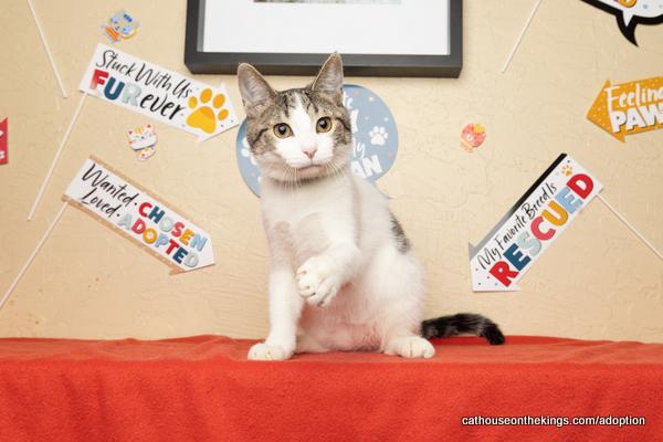 adoptable Cat in Parlier, CA named Tater