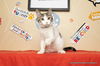 adoptable Cat in parlier, CA named Tater