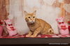adoptable Cat in parlier, CA named Tawny