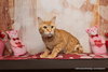 Tawny - Photo 1