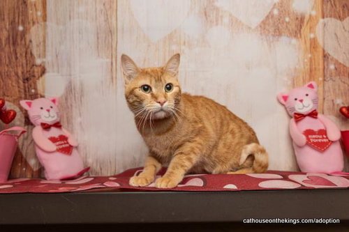 TAWNY - Tabby available for adoption