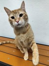 Tawny - Photo 2