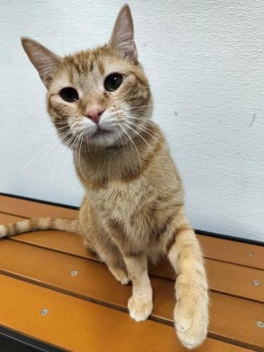 TAWNY - Tabby available for adoption