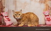Tawny - Photo 3