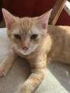 Tawny - Photo 4