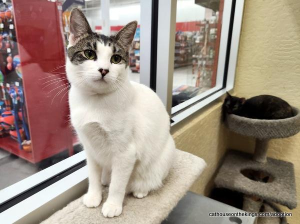 adoptable Cat in Parlier, CA named Tina