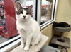 adoptable Cat in parlier, CA named Tina