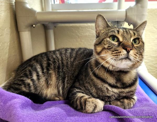 adoptable Cat in Parlier, CA named Trixie