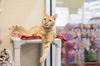 adoptable Cat in parlier, CA named Nathan