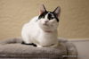 adoptable Cat in parlier, CA named Gracie