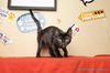 adoptable Cat in parlier, CA named Damion
