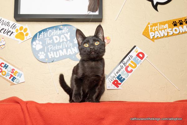 adoptable Cat in Parlier, CA named Dijon
