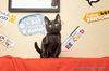 adoptable Cat in parlier, CA named Dijon