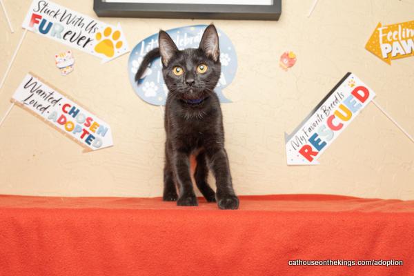 adoptable Cat in Parlier, CA named Draco