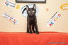 adoptable Cat in parlier, CA named Draco