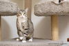 adoptable Cat in parlier, CA named Eevee