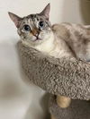 adoptable Cat in parlier, CA named Opal
