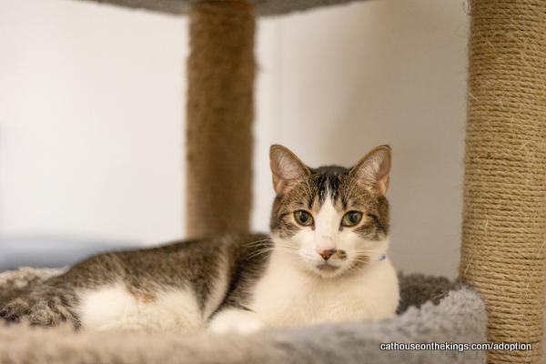 adoptable Cat in Parlier, CA named Sushi