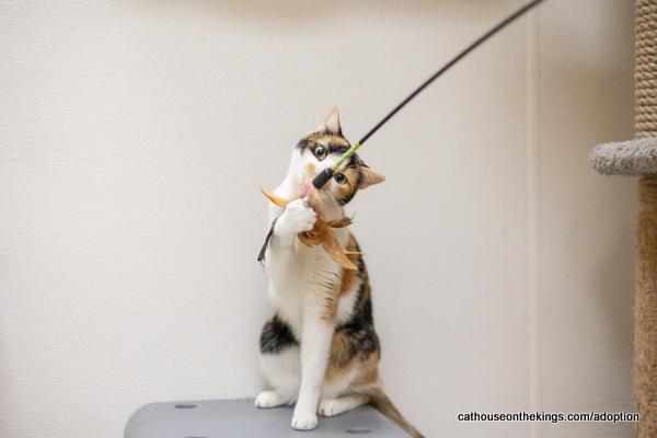 adoptable Cat in Parlier, CA named Sasha