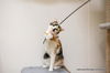 adoptable Cat in parlier, CA named Sasha