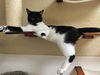 adoptable Cat in parlier, CA named Webster