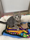 adoptable Cat in parlier, CA named Dusty