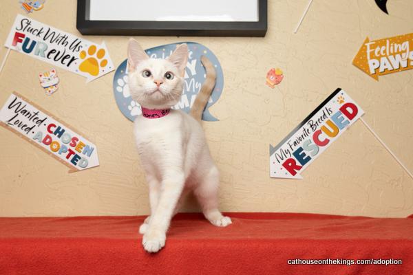 adoptable Cat in Parlier, CA named Honey Bear