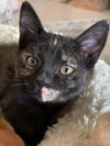 adoptable Cat in  named Amethyst