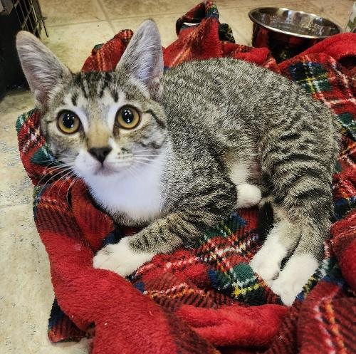 adoptable Cat in Parlier, CA named Kitten 26918 (Rihanna)