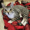 adoptable Cat in parlier, CA named Kitten 26918 (Rihanna)