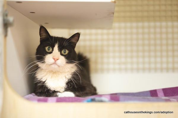 adoptable Cat in Parlier, CA named Lugosi