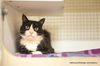 adoptable Cat in parlier, CA named Lugosi