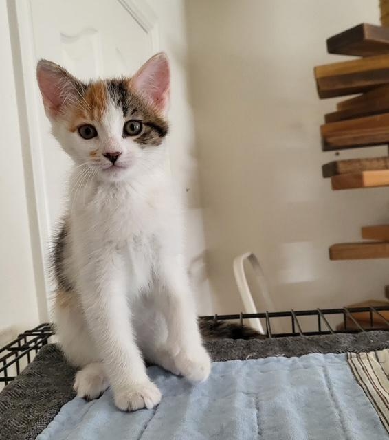 adoptable Cat in Parlier, CA named Marigold