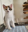 adoptable Cat in parlier, CA named Marigold