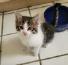 adoptable Cat in parlier, CA named Melanie