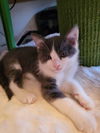 adoptable Cat in parlier, CA named Merlin