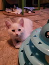 adoptable Cat in parlier, CA named Murphy