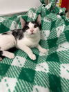 adoptable Cat in parlier, CA named Dotty