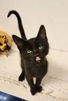 adoptable Cat in parlier, CA named Kitten 26911 (Darth Vader)