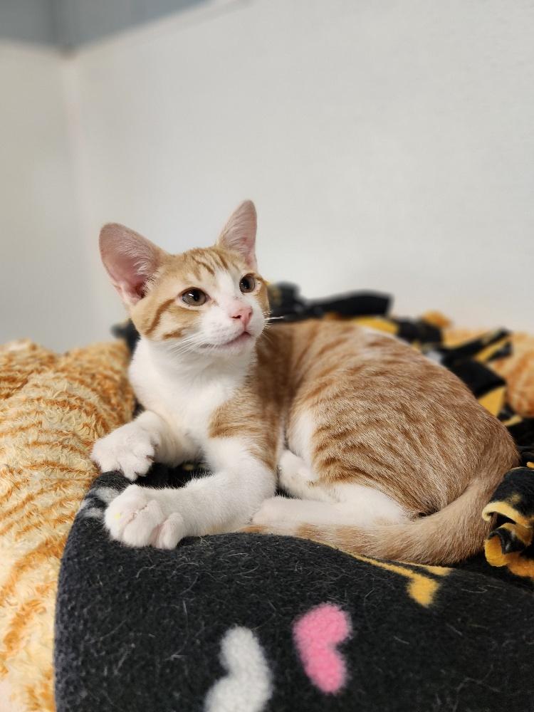 adoptable Cat in Parlier, CA named Kitten 26878 (Buster)